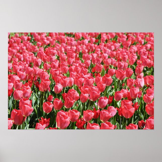 Field of pink tulips poster (Front)