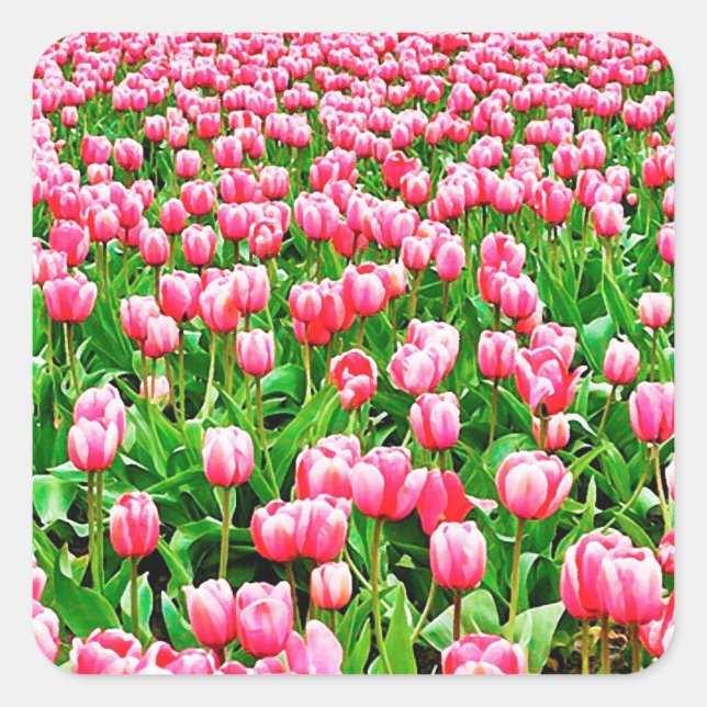 Field of Pink Tulips Square Sticker (Front)