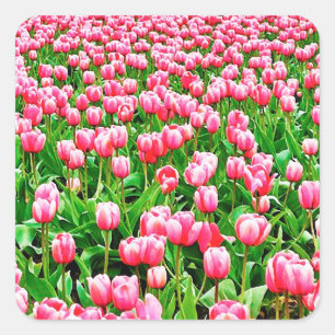 Field of Pink Tulips Square Sticker