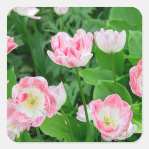Field of pink tulips square sticker