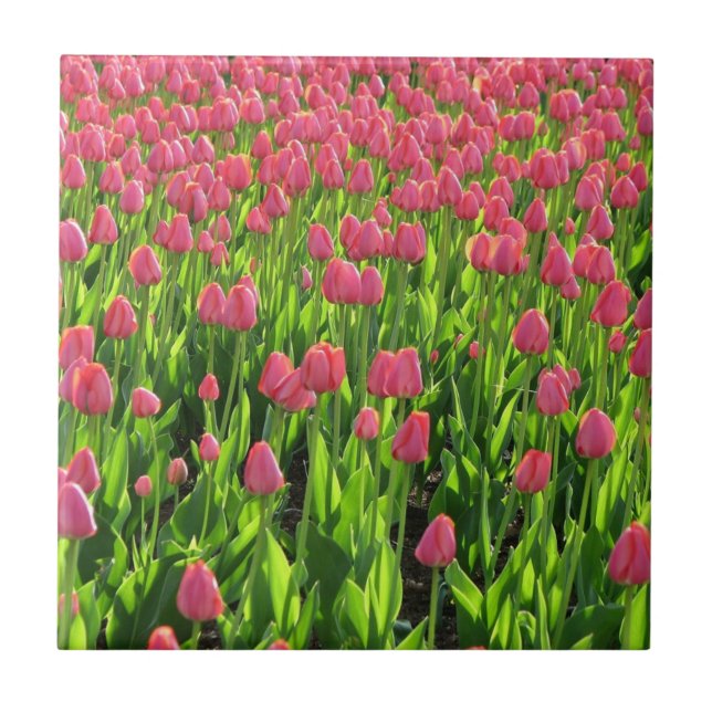Field of Pink Tulips Tile (Front)