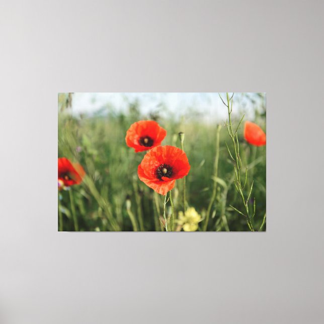 field of poppies canvas print (Front)