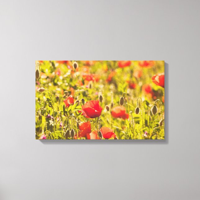 Field of poppies canvas print (Front)