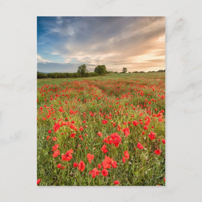 Field of Poppies Postcard (Front)