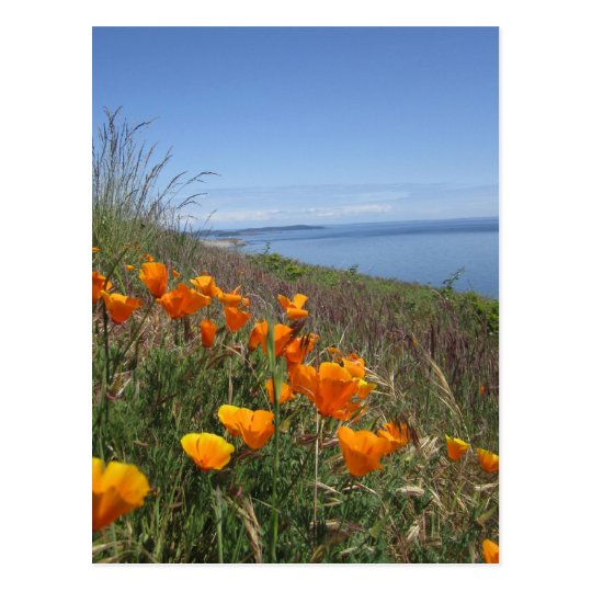 Field of Poppies Postcard