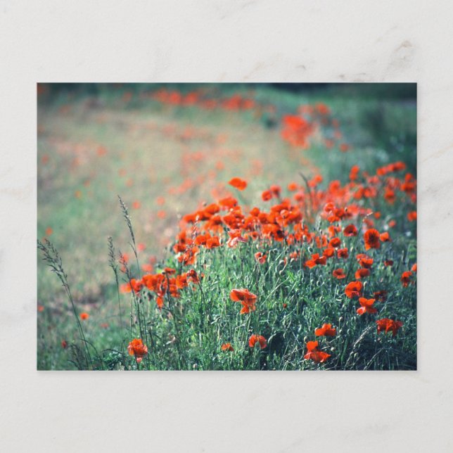 Field of Poppies | Postcard (Front)