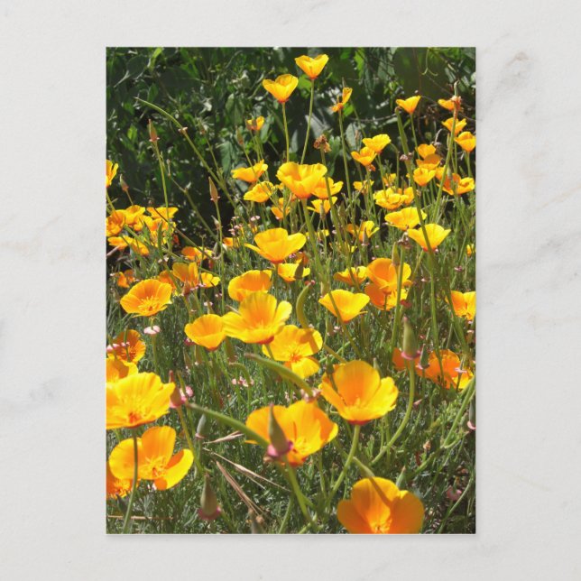 Field of Poppies Postcard (Front)