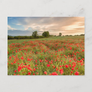 Field of Poppies Postcard