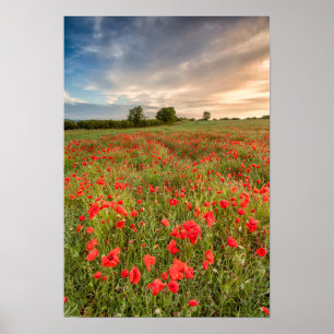 Field of Poppies Poster