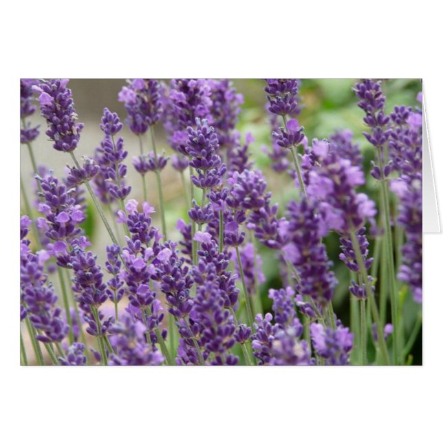 Field of Purple Lavender Flowers Card (Front Horizontal)