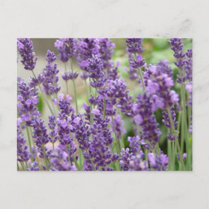Field of Purple Lavender Flowers Postcard