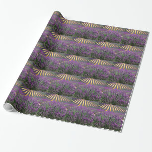 Field of purple lavender wrapping paper