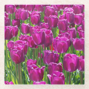 Field of Purple Tulips Glass Coaster