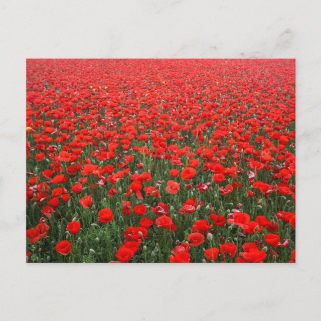 Field of Red Poppies Postcard (Front)