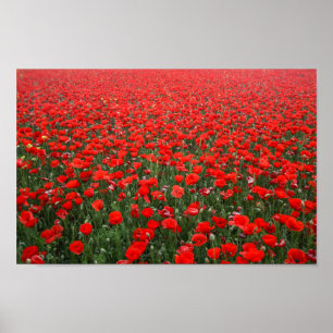 Field of Red Poppies Poster