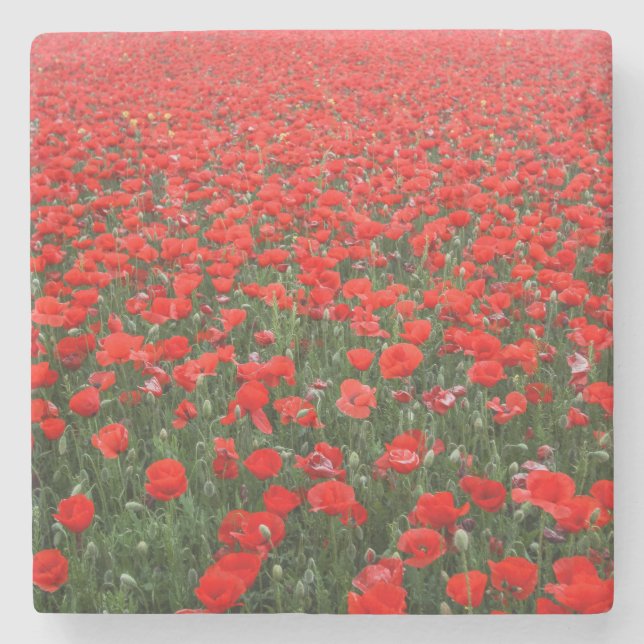 Field of Red Poppies Stone Coaster (Front)