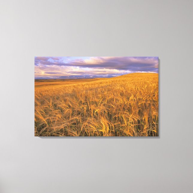 Field of Ripening Barley along the Rocky Canvas Print (Front)