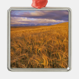 Field of Ripening Barley along the Rocky Metal Tree Decoration