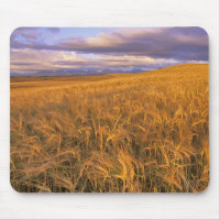 Field of Ripening Barley along the Rocky