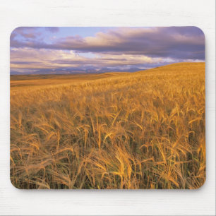 Field of Ripening Barley along the Rocky Mouse Mat