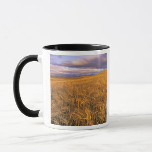Field of Ripening Barley along the Rocky Mug