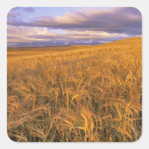 Field of Ripening Barley along the Rocky Square Sticker