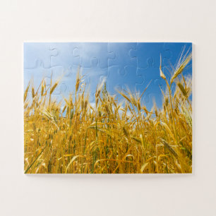 Field of rye in a summer time. Harvesting period Jigsaw Puzzle