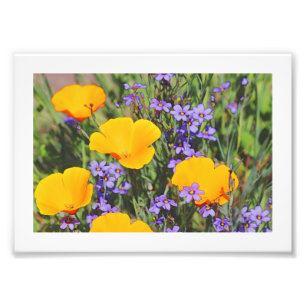 Field of Spring Flowers Photo Print
