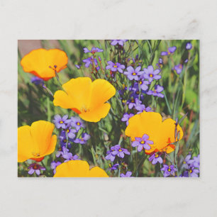 Field of Spring Flowers Postcard