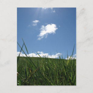 Field of summer postcard