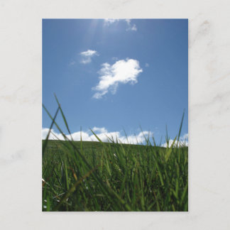 Field of summer postcard