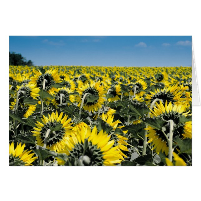 Field of Sunflowers (Front Horizontal)