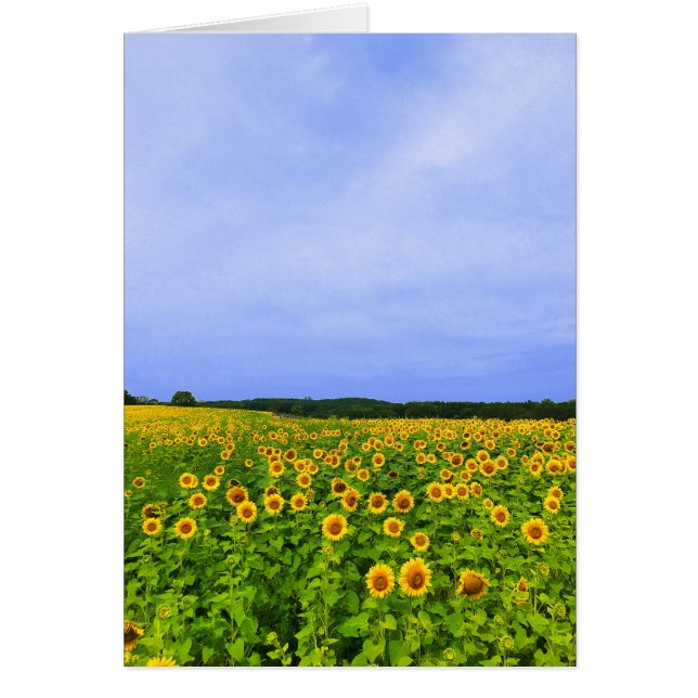 Field of Sunflowers (Front)