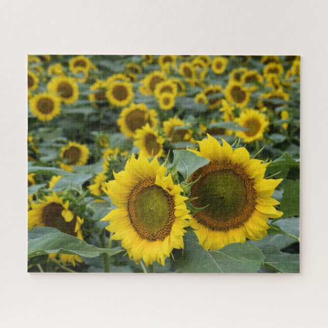 Field of Sunflowers - 16x20 inch Jigsaw Puzzle (Horizontal)