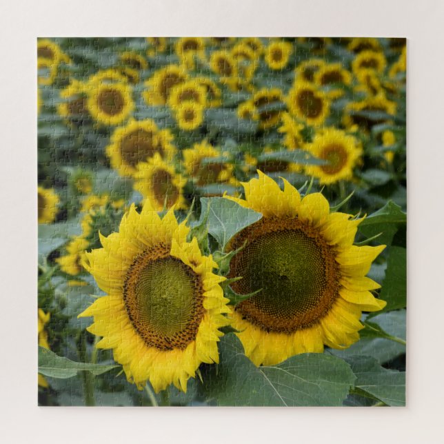 Field of Sunflowers - 20x20 inch Jigsaw Puzzle (Vertical)
