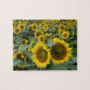 Field of Sunflowers - 8x10 inch Jigsaw Puzzle