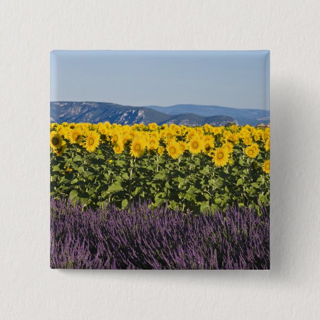 Field of sunflowers and lavender flowers, 15 cm square badge (Front)