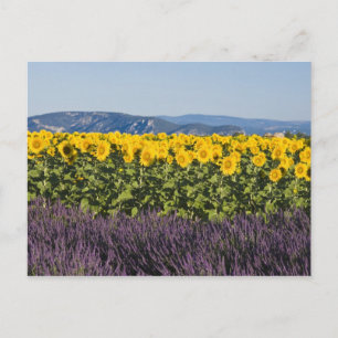 Field of sunflowers and lavender flowers, postcard
