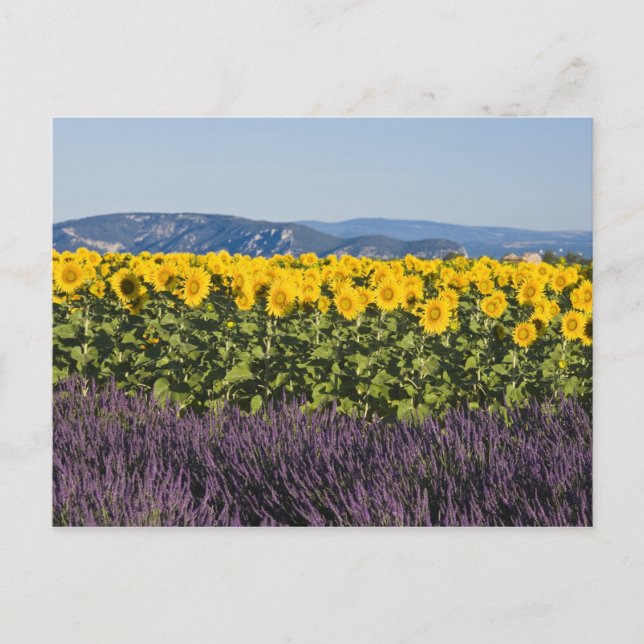 Field of sunflowers and lavender flowers, postcard (Front)