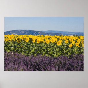 Field of sunflowers and lavender flowers, poster