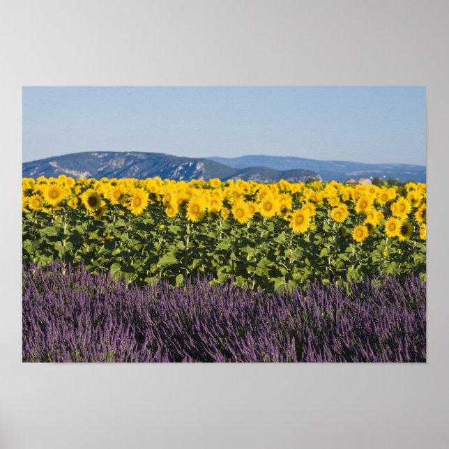 Field of sunflowers and lavender flowers, poster (Front)