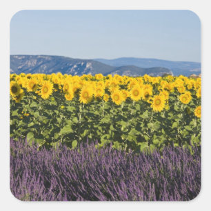 Field of sunflowers and lavender flowers, square sticker