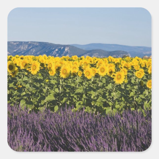 Field of sunflowers and lavender flowers, square sticker (Front)