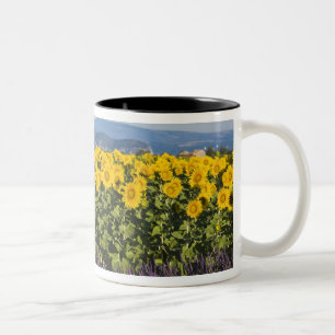 Field of sunflowers and lavender flowers, Two-Tone coffee mug