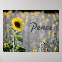 Field of Sunflowers, Black & White, Peace