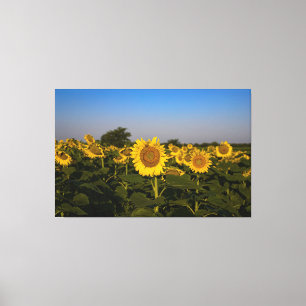 Field of Sunflowers Canvas Print