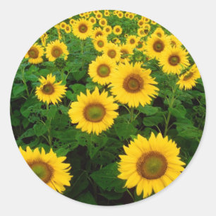 Field of Sunflowers Classic Round Sticker