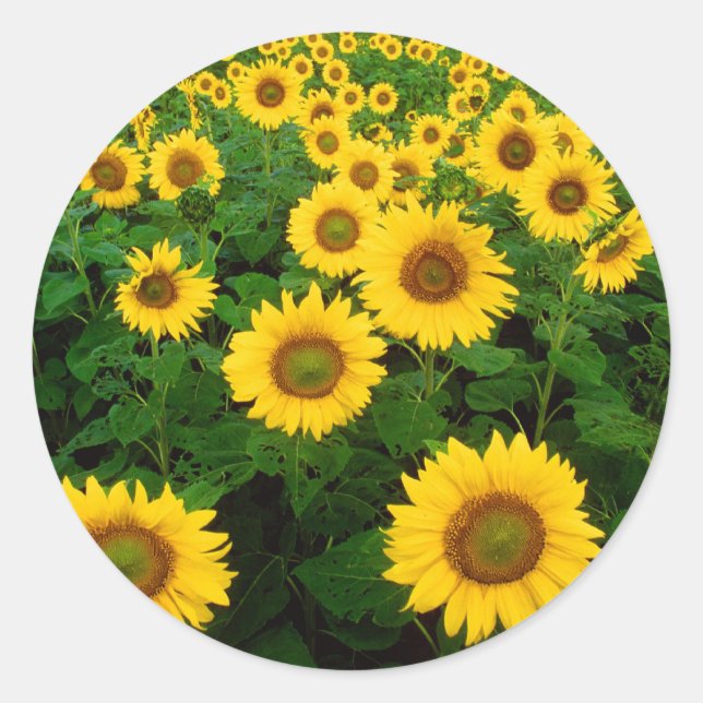 Field of Sunflowers Classic Round Sticker (Front)