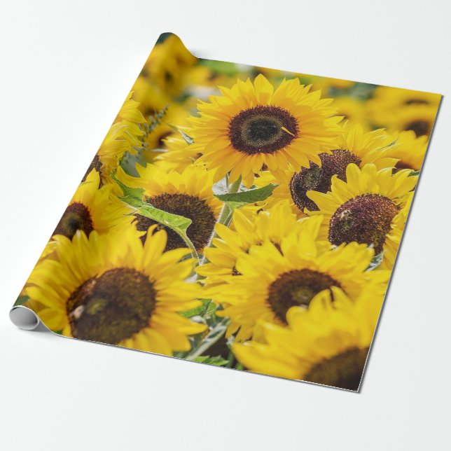 Field of Sunflowers Design Wrapping Paper (Unrolled)