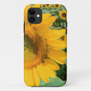 Field Of Sunflowers. Heidleberg District iPhone 11 Case